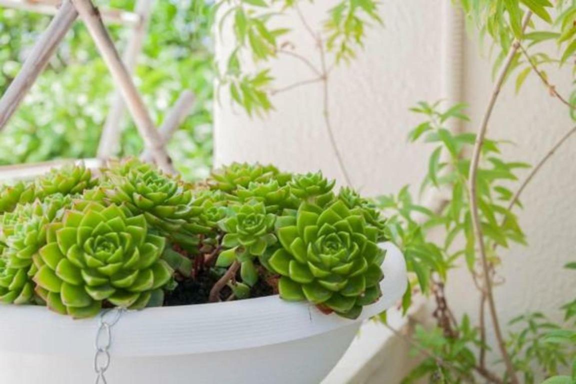 Anna'S Beautiful Apartment خانيا المظهر الخارجي الصورة